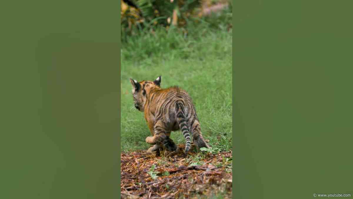 Teeny tiger, maximum mischief 🐅