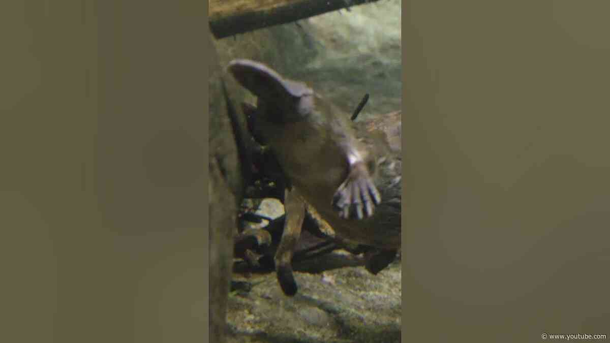 Platypus Swim Break