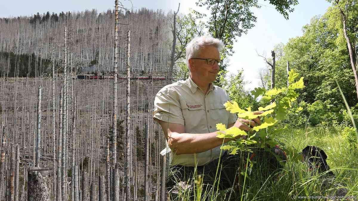 Wie Wolfsburg seinen Wald auf den Klimawandel vorbereitet