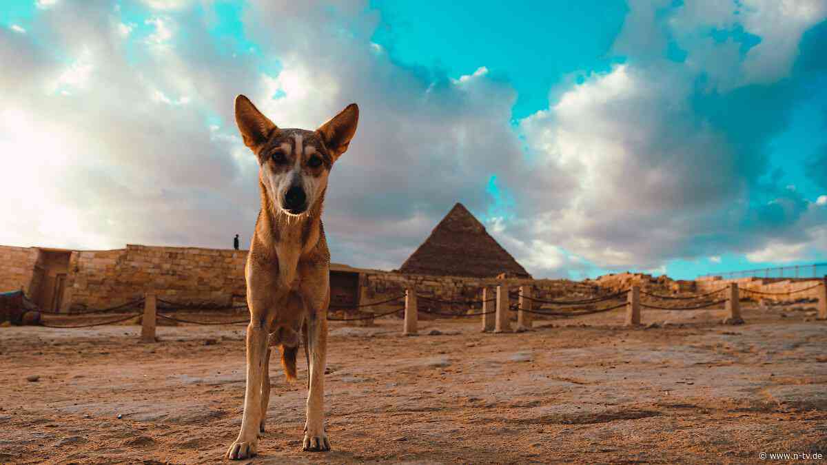 Kletterfreudiger Vierbeiner: Hund lockt mehr Touristen zu Pyramiden von Gizeh