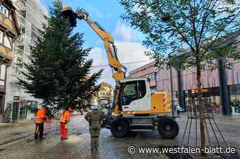 Vorboten für Weihnachtsmarkt Höxter: Christbäume sind schon da