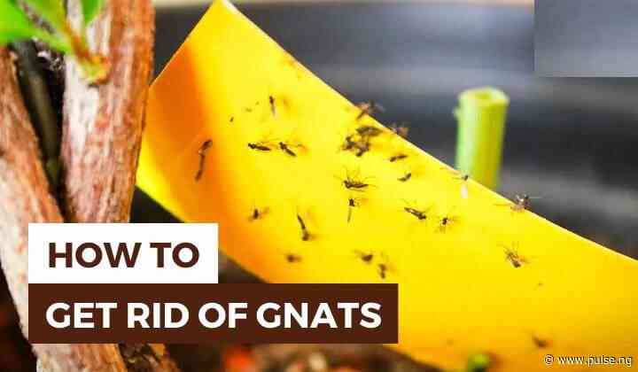 5 simple ways to get rid of gnats in your home