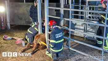 Wedged cow rescued from between two posts