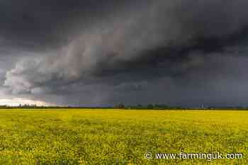 UK could see lowest oilseed rape planted area for 42 years