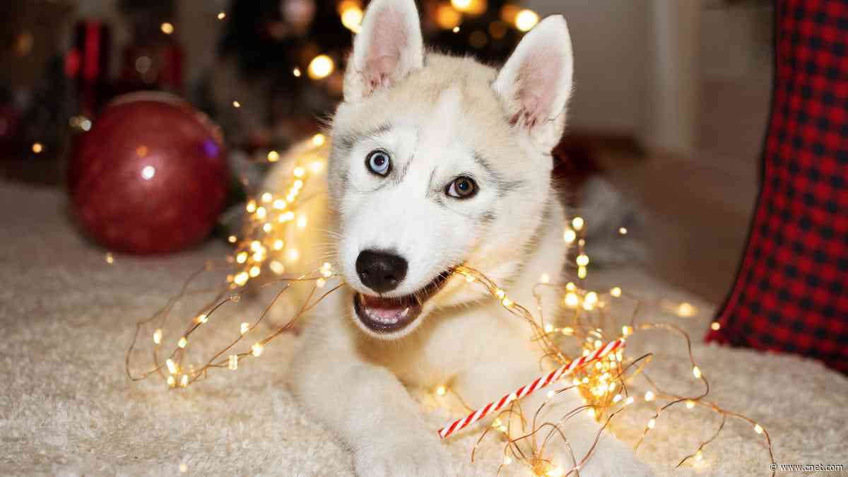 5 Vet-Approved Ways to Stop Pets From Chewing Holiday Decorations