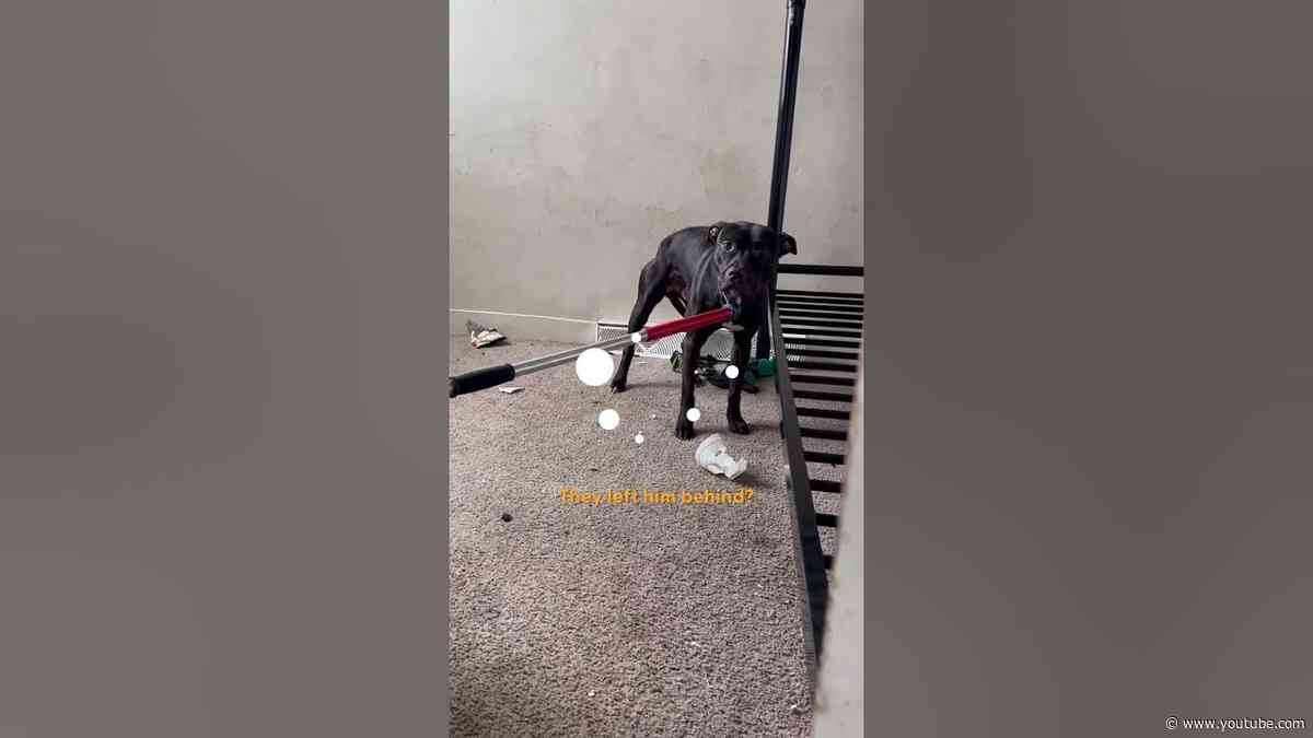 Pittie Got Left Behind In An Apartment Building | The Dodo