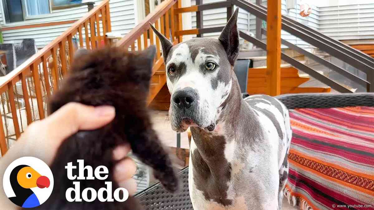 Reactive Great Dane Discovers Her Calling As A Foster Mom To Kittens | The Dodo