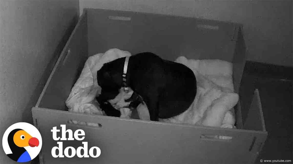 Exhausted Mama Dog Get A Little Help From Foster Parents | The Dodo