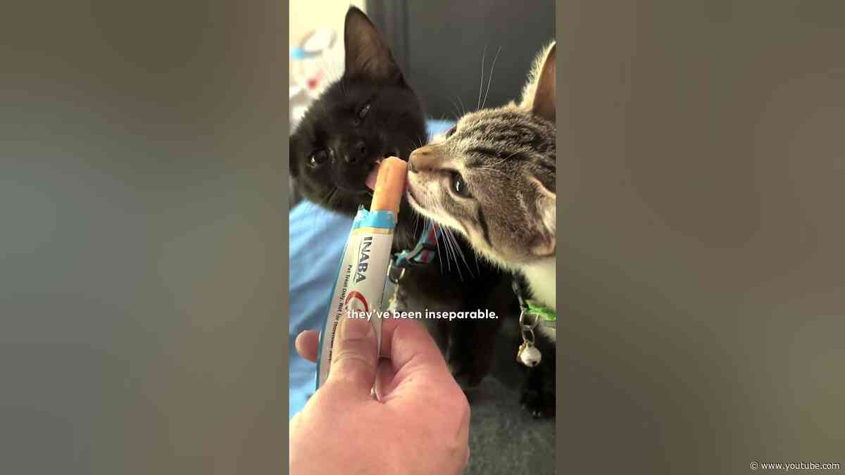 Cat Soulmates Are Rescued Days Apart By The Same Family | The Dodo