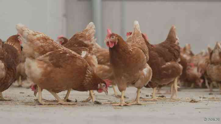 Landelijke ophokplicht pluimvee vanwege vogelgriep