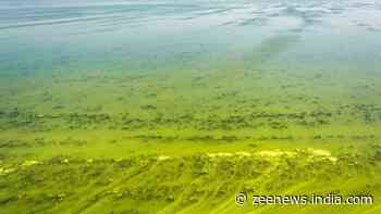 How Desertification On Land Is Helping Ocean Algae To Bloom, Scientists Find Proof