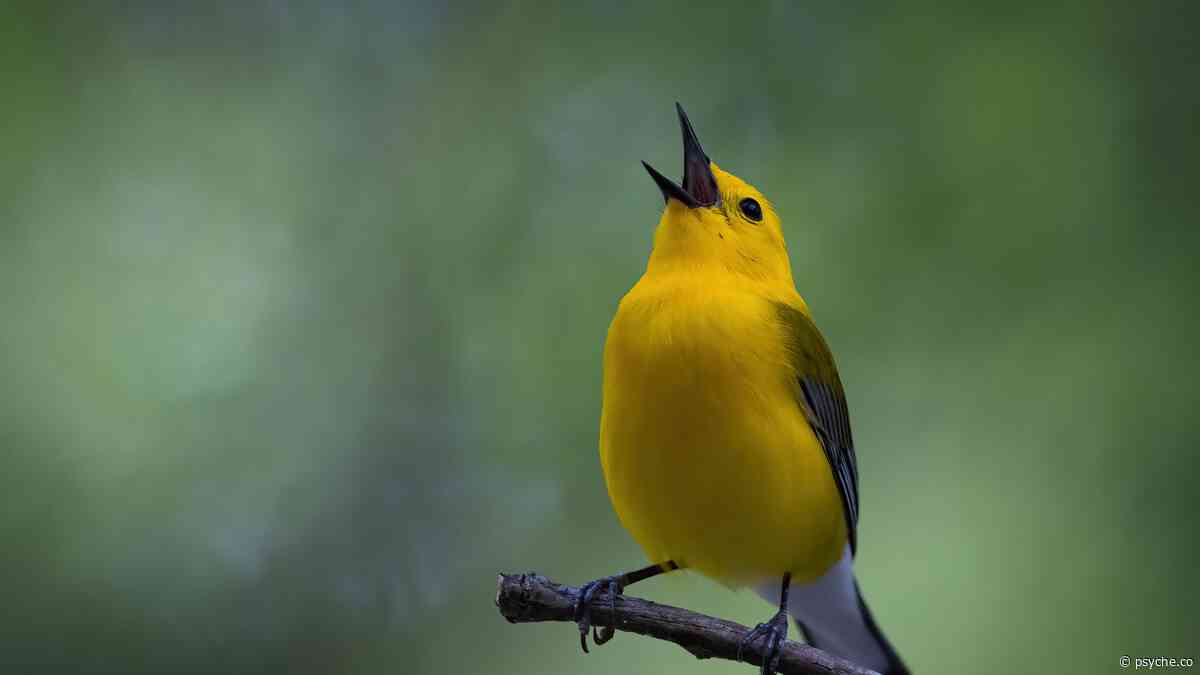 Tuning In To Bird Songs And Understanding Deep Listening