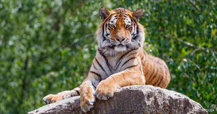 Farmer narrowly avoids being mauled by wild Siberian tiger