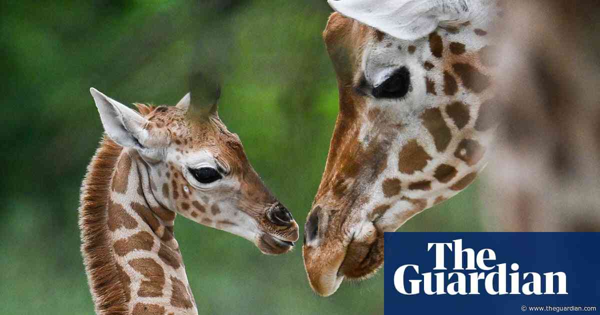 US moves to list giraffes under Endangered Species Act for first time