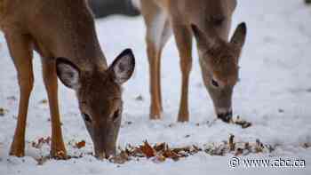 B.C. confirms 3rd case of chronic wasting disease in deer as it attempts to stop spread