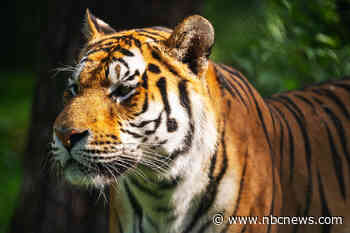 A Siberian tiger bit a man and remains on the loose in China