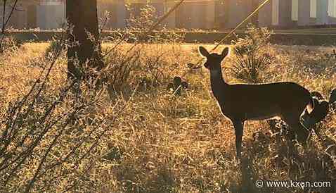 Granite Shoals hoping to reduce deer population with harvesting program