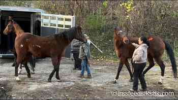 Humane Society of Missouri rescues final 6 neglected horses from private barn weeks after rescuing 9 others