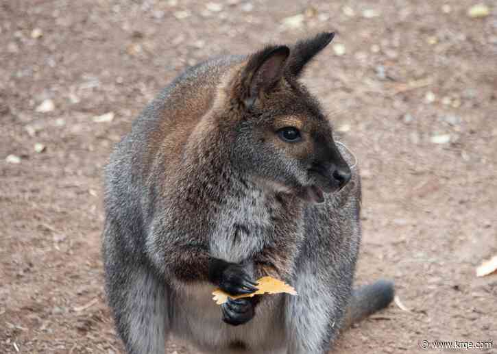 ABQ BioPark introduces three Bennett's wallabies