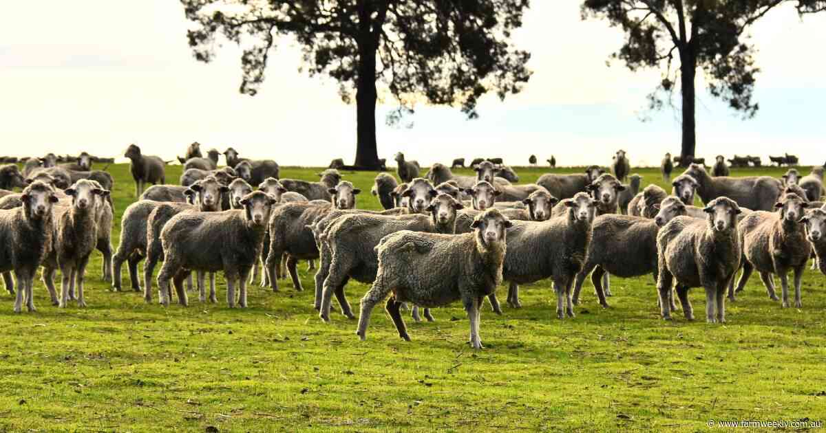 Wool clearances contiue to trend upward despite values remaining subdued