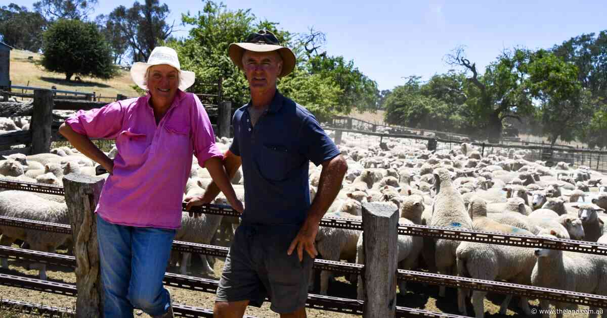 Tremendous results at the Yass and district XB circuit lamb sale