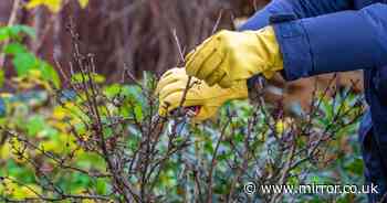 Garden expert reveals best time to prune roses for stunning blooms next year