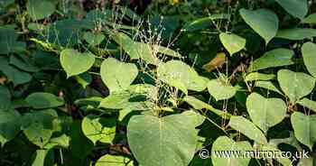 House hunters warned over invasive plant that's 'easier to hide' in winter