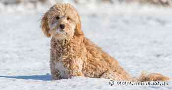 All dog owners 'must do one thing' as Storm Bert brings 16 inches of snow to UK