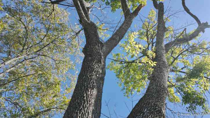 Austin looking at incentive program to save trees from development