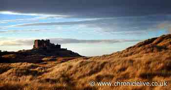 Project to tackle invasive species on dunes across Northumberland Coast