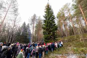 Trafalgar Square's Christmas tree chopped down in Oslo and on its way to London