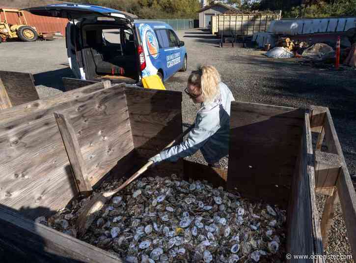 From food festival to wetlands: How recycling oyster shells is good for the environment