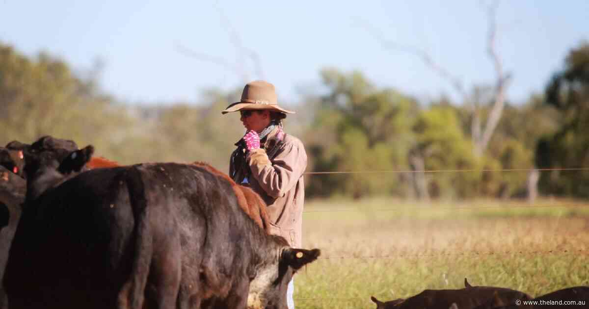 From Sydney to the bush: how a gap year adventure has turned into business