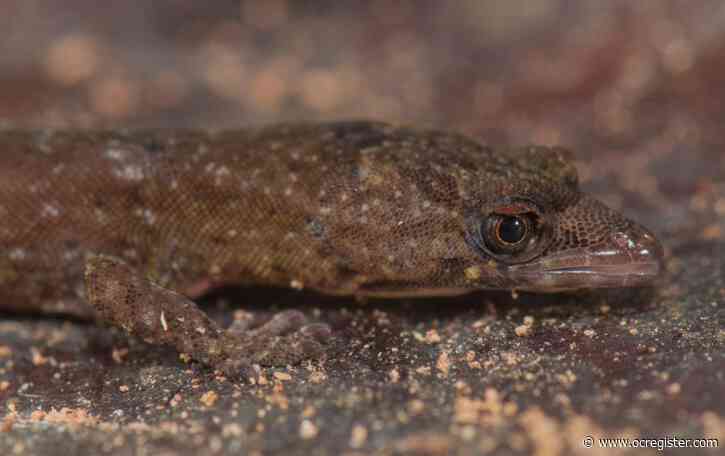 Scientists discover the cutest but grumpiest little gecko you’ve ever seen