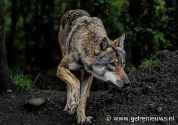 Wolf doodgereden op provinciale weg