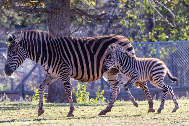 OKC Zoo celebrates the holiday delivery of zebra foal