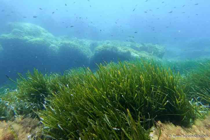 Protection des herbiers de posidonie: deux capitaines de yachts condamnés après avoir jeté l'ancre devant Cannes et Saint-Tropez