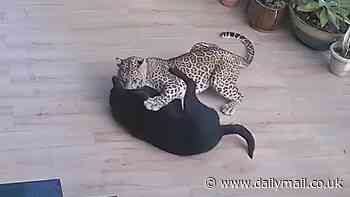 Extraordinary moment dog fights off leopard