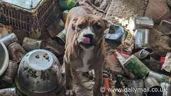 Inside the sick 'house of horrors' where 24 dogs, seven cats and a hamster were found surrounded by faeces, flies and rubbish - as puppy discovered shaking in terror finds her 'forever home' at last