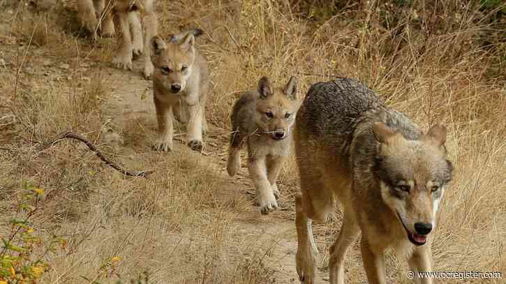 Here are the latest species counts for California’s gray wolf packs