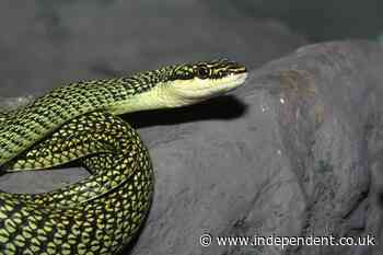 Australian Disney star removes snake from plane – and earns a free drink for his troubles