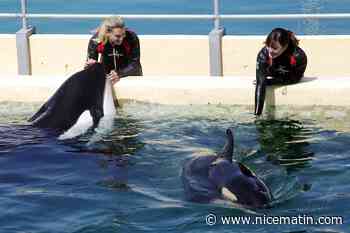 Marineland veut transférer ses orques au Japon et en a fait la demande auprès du gouvernement