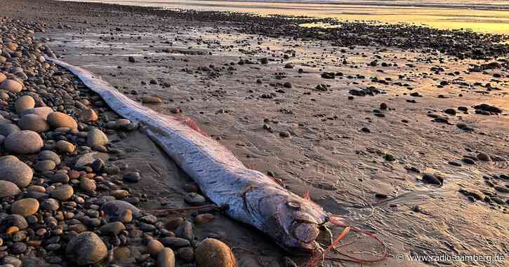 Von wegen Weltuntergang – Forschende begeistert über Fische