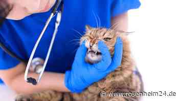 Drama um Kater Rocky: Klinik rettet Leben, Halterin streikt bei Rechnung