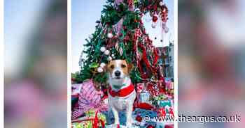 Dishevelled 'pets-mess-tree' appears in city centre