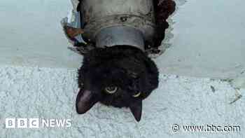 John the cat gets stuck in drainpipe