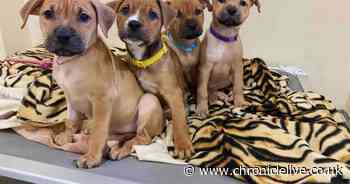 Meet the dogs looking for loving homes as they face a lonely winter in North East kennels