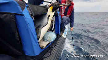 'Good luck, Gus': Emperor penguin found in Australia is released back into the wild