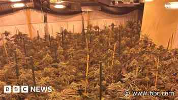 Cannabis plants worth £170,000 seized in raid