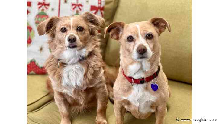 Buttercup and Lilly are the sweetest, easiest pair of pups you could imagine